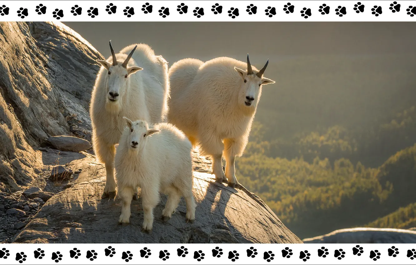 Photo wallpaper Alaska, Alaska, trio, animals, Trio, step by step