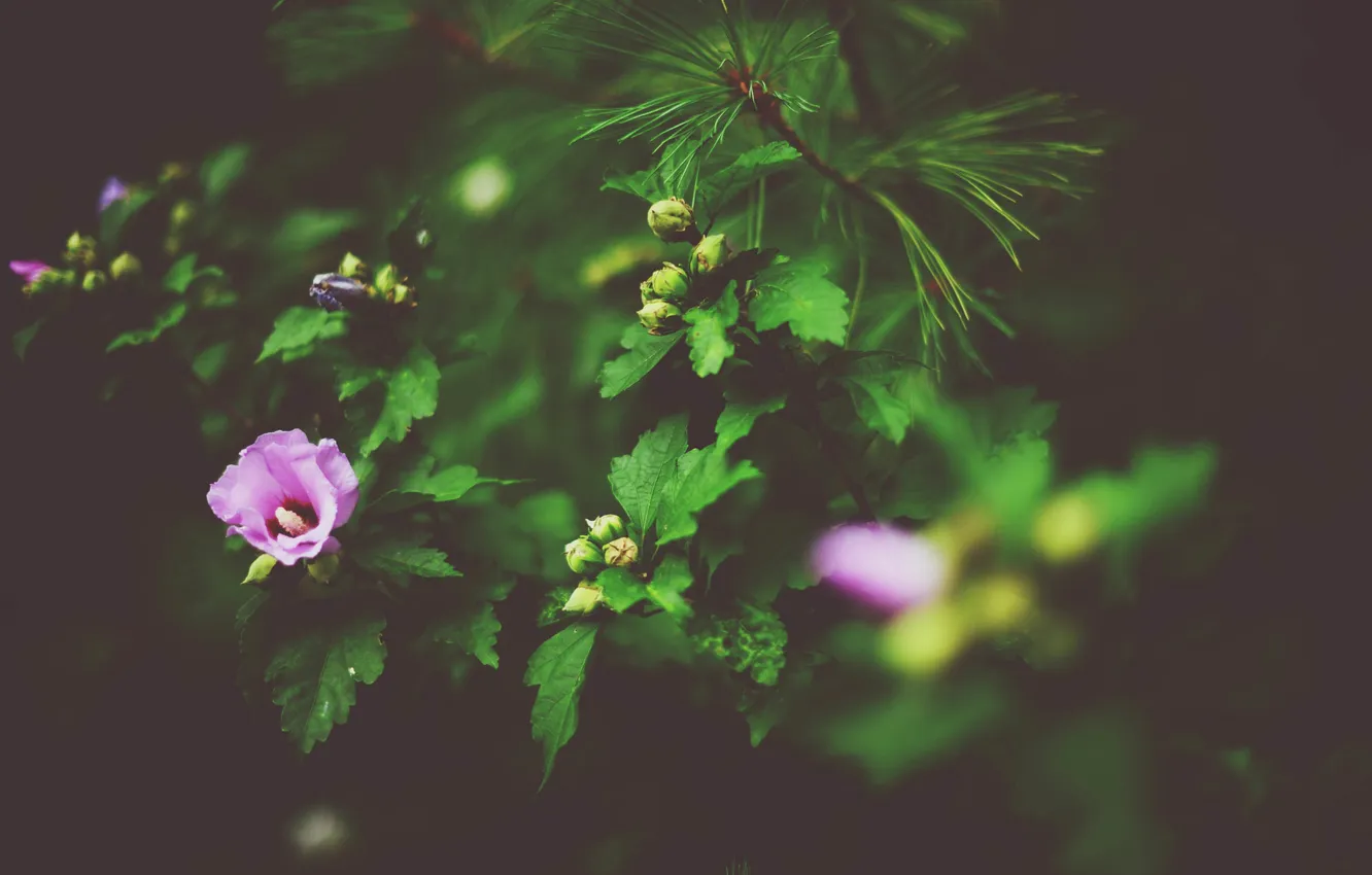 Photo wallpaper flowers, petals, pink