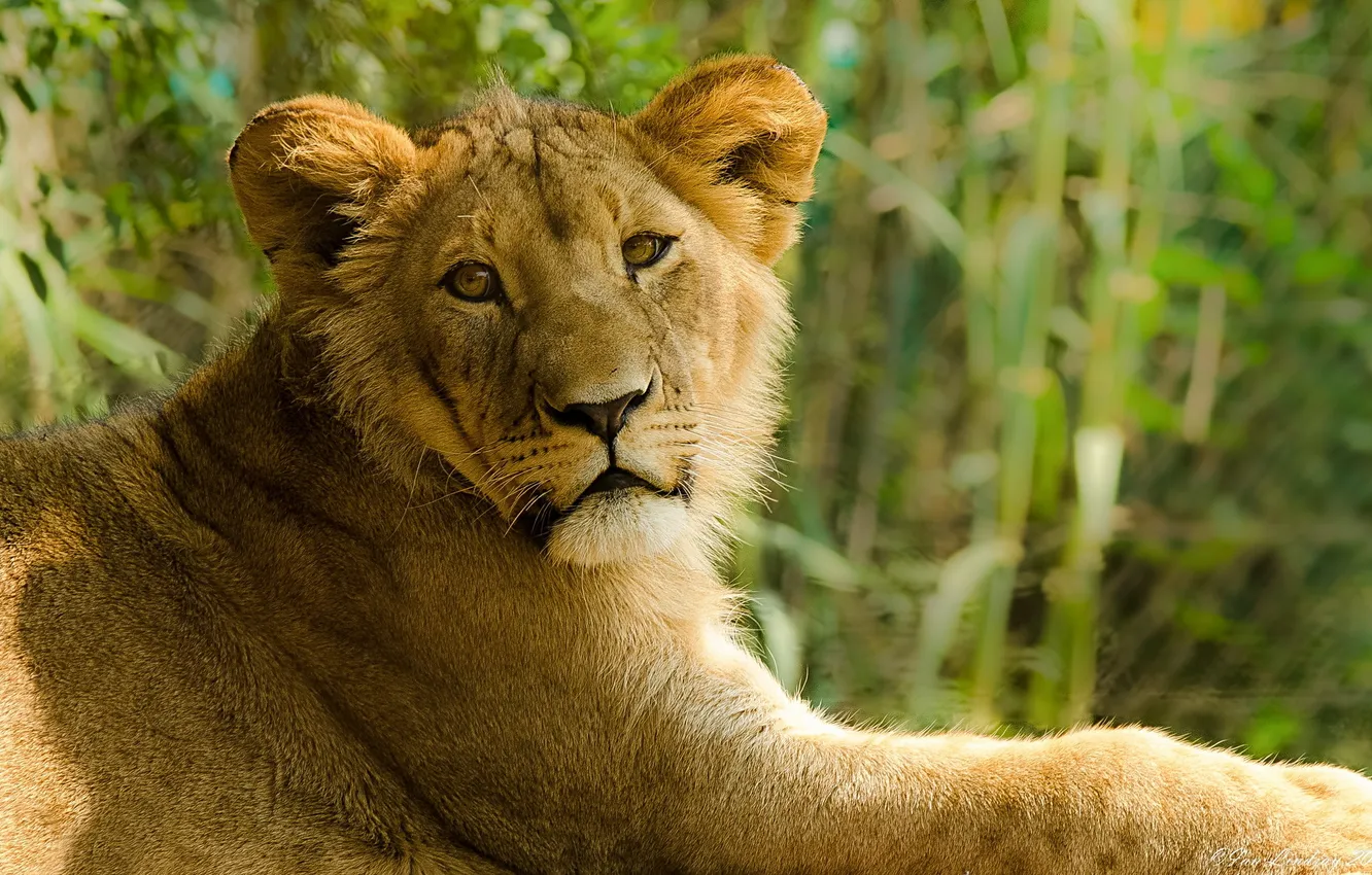 Photo wallpaper look, stay, predator, Leo