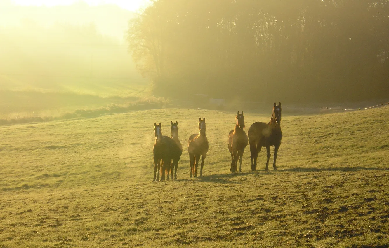 Photo wallpaper horses, pasture, haze, corral, morning mist, corral