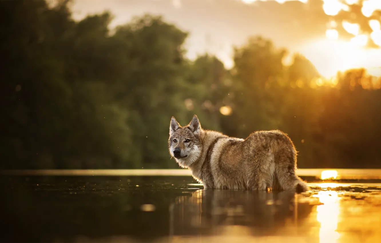 Photo wallpaper water, dog, bokeh, Chinua, The Czechoslovakian Wolfdog