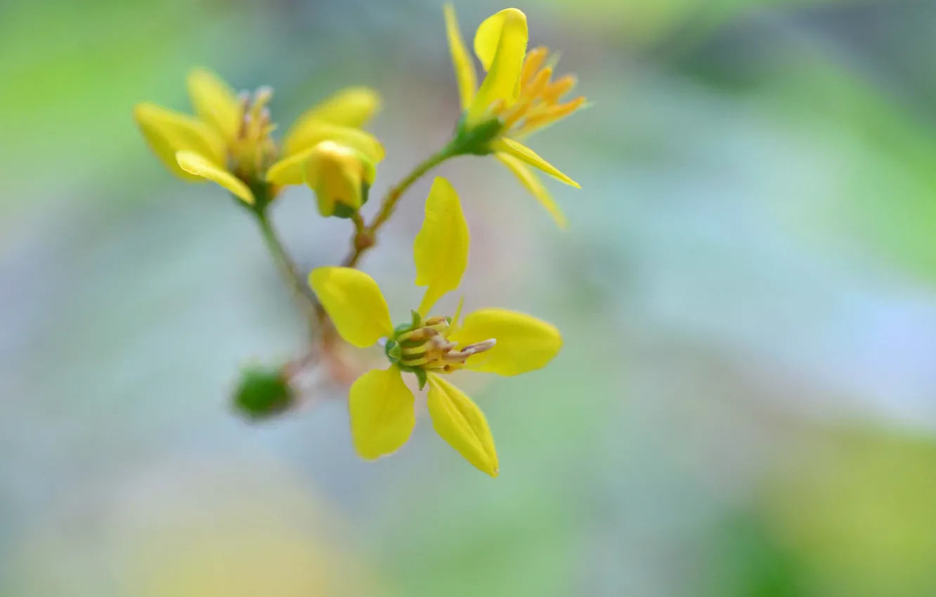 Photo wallpaper flowers, nature, petals, inflorescence