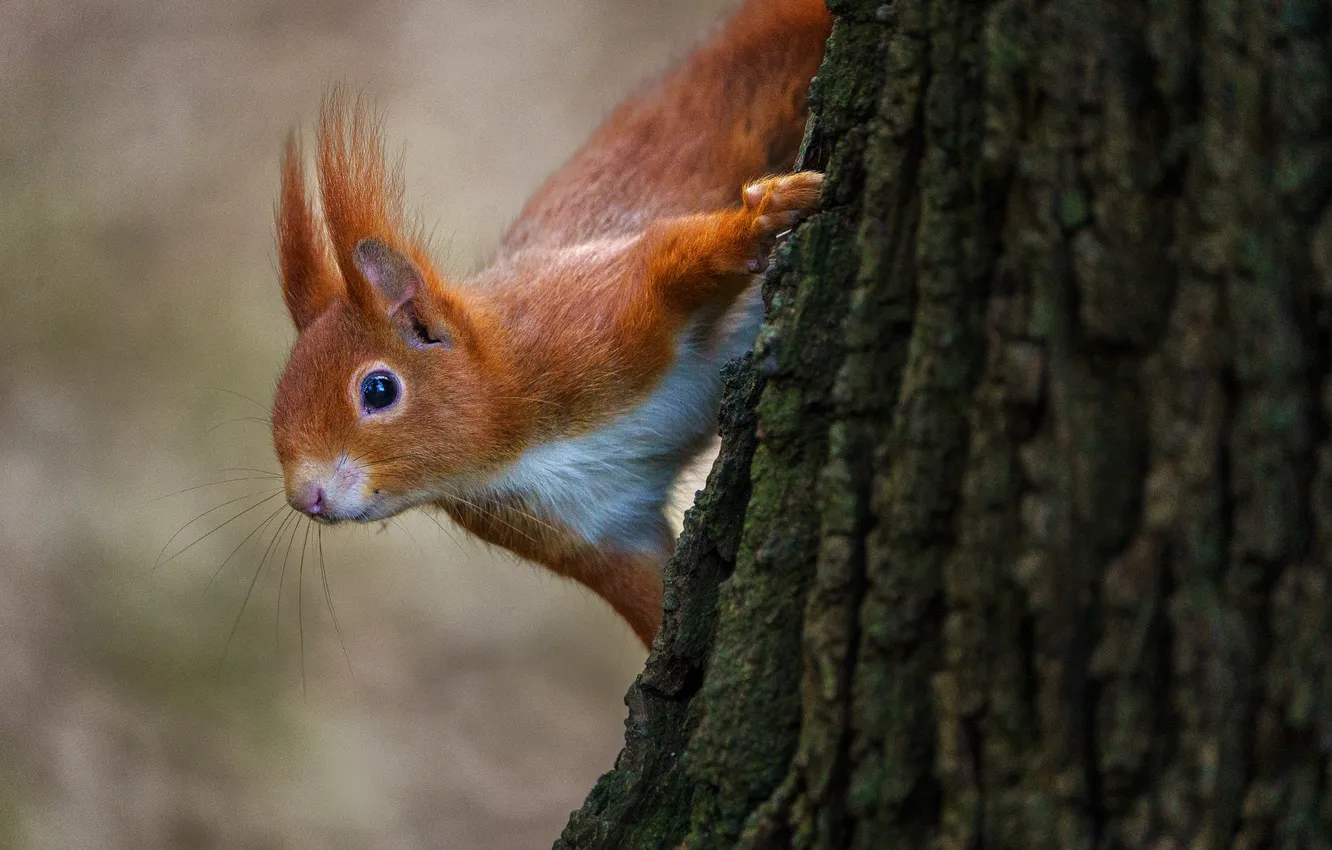 Photo wallpaper trees, protein, rodent