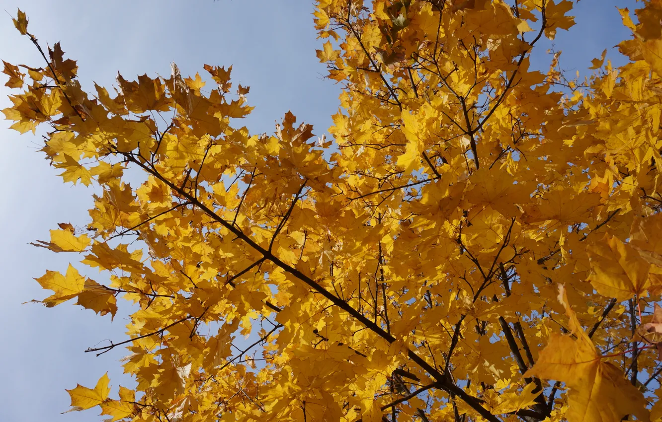 Photo wallpaper autumn, nature, yellow, tree