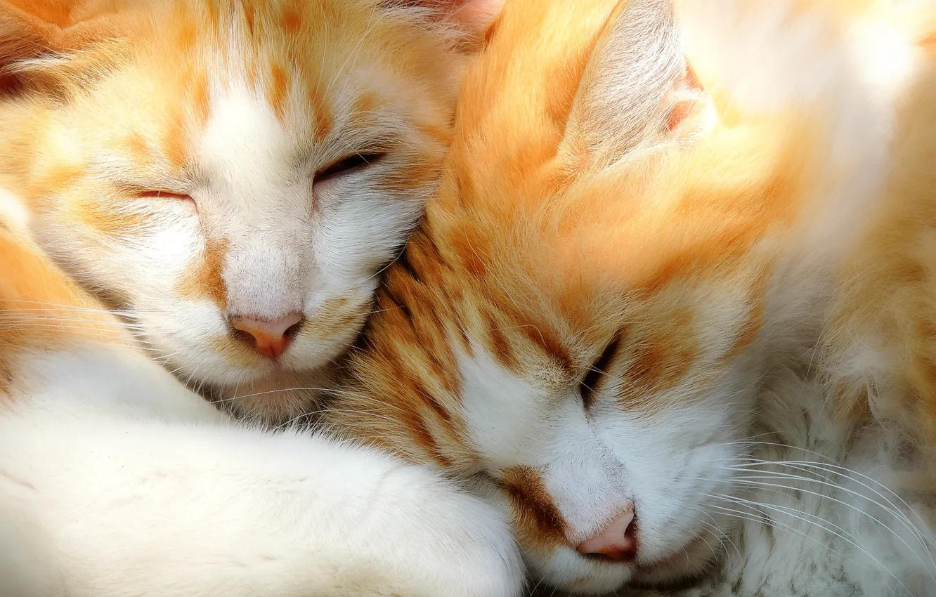 Photo wallpaper cats, sleep, kittens, a couple, faces, sleeping