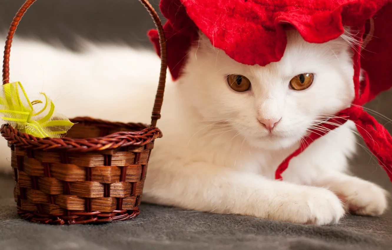 Photo wallpaper cat, white, cat, look, face, red, basket, portrait