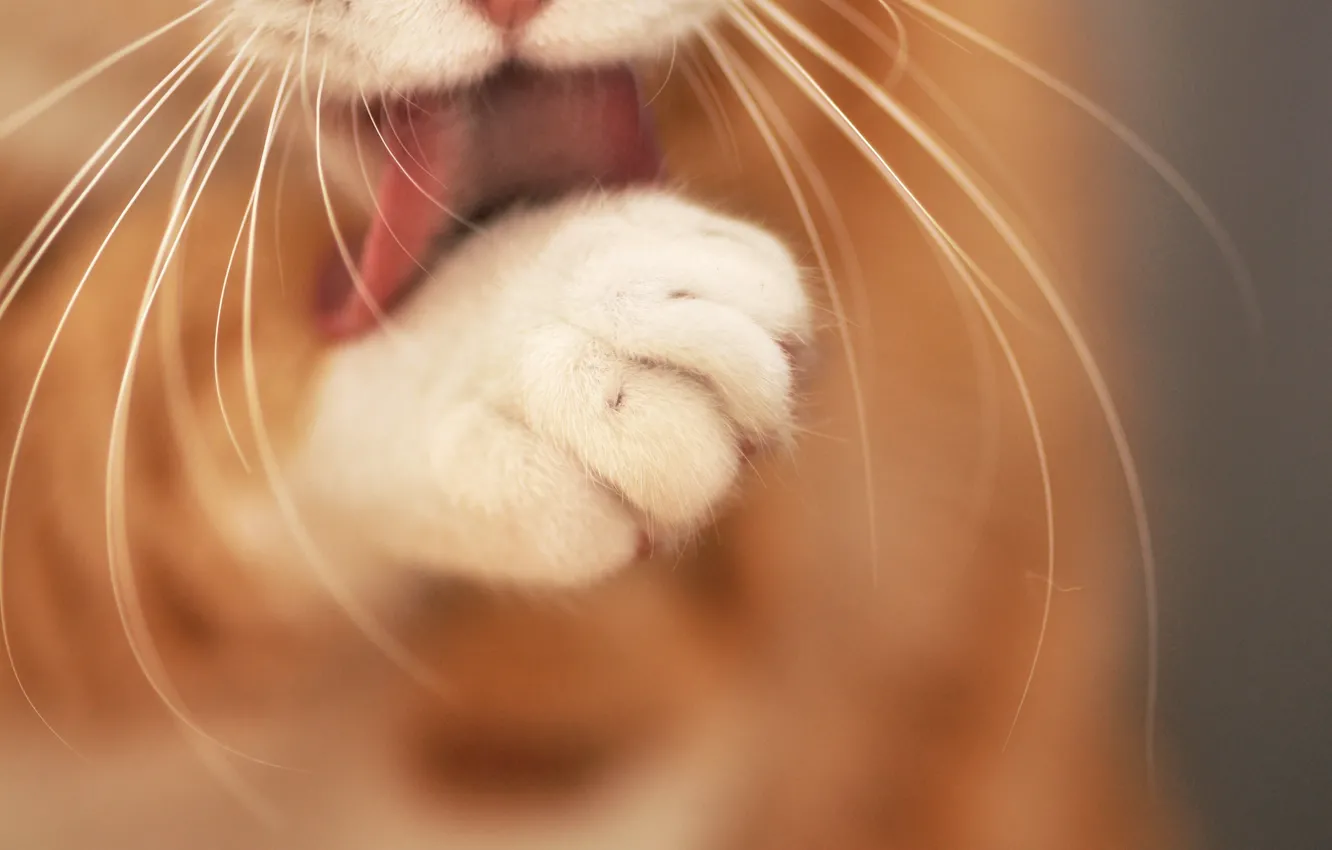Photo wallpaper language, cat, cat, mustache, paw, focus, Kote, razmytost