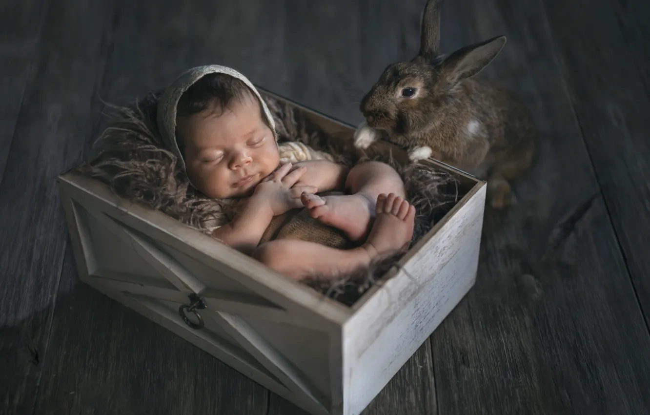 Photo wallpaper box, sleep, rabbit, baby, Milota