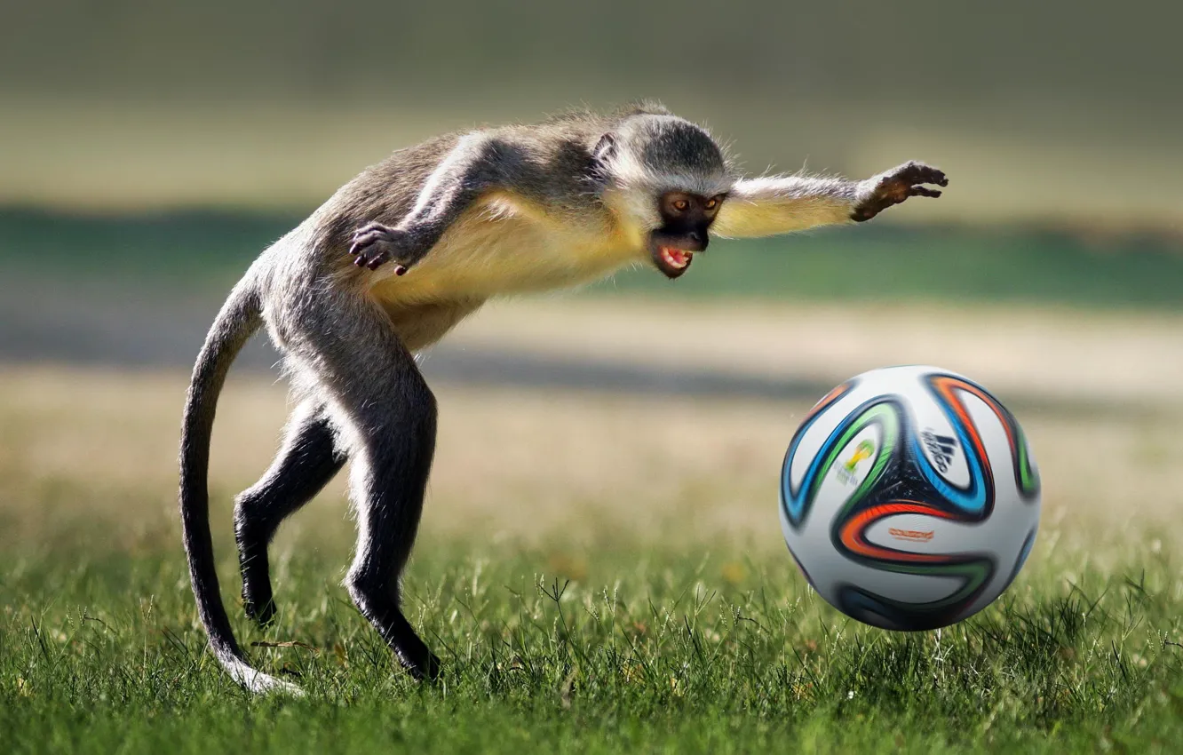 Photo wallpaper animal, football, the game, the ball, monkey, game, monkey, football