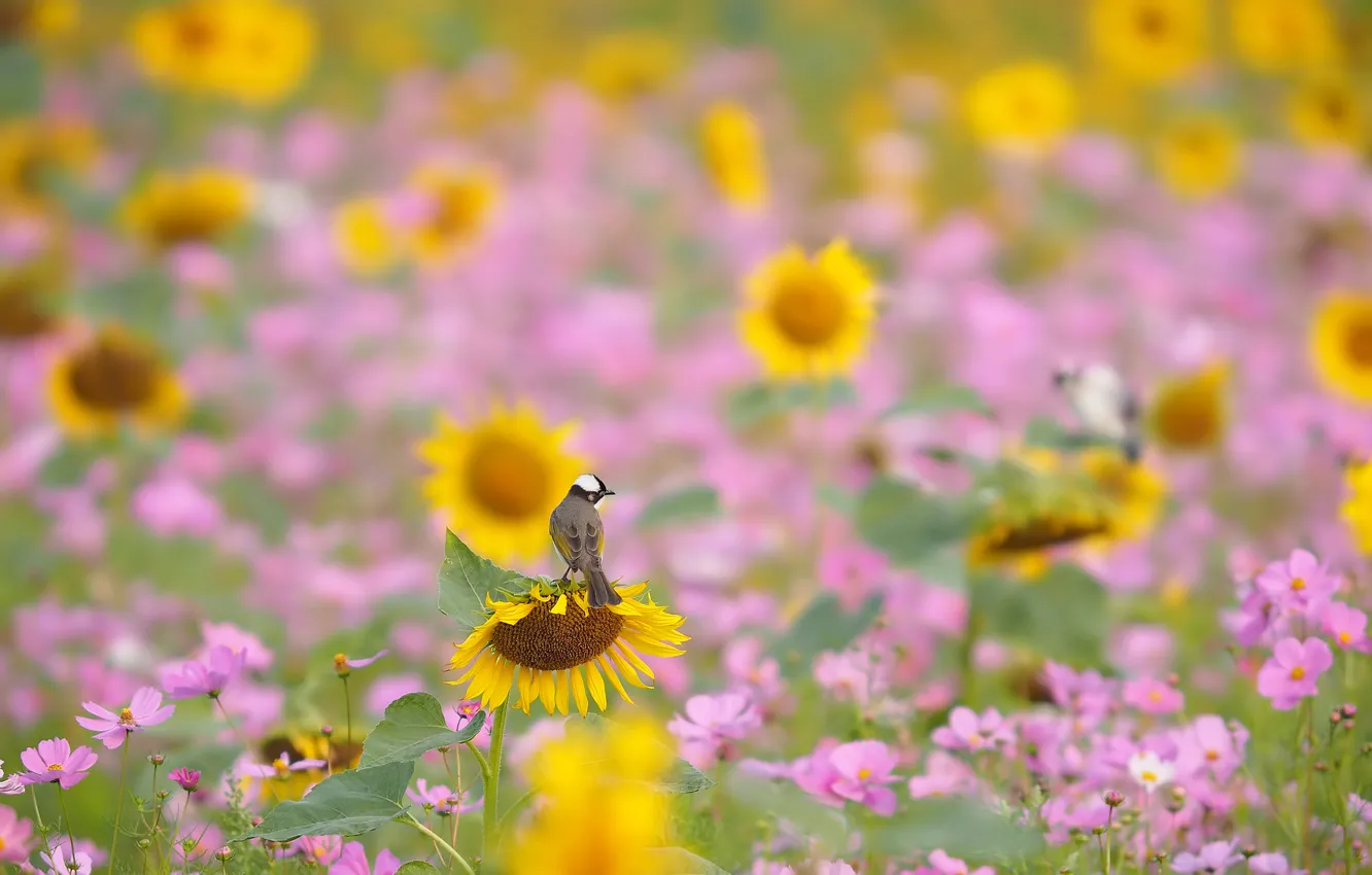 Photo wallpaper field, flowers, bird, sunflower, meadow, kosmeya