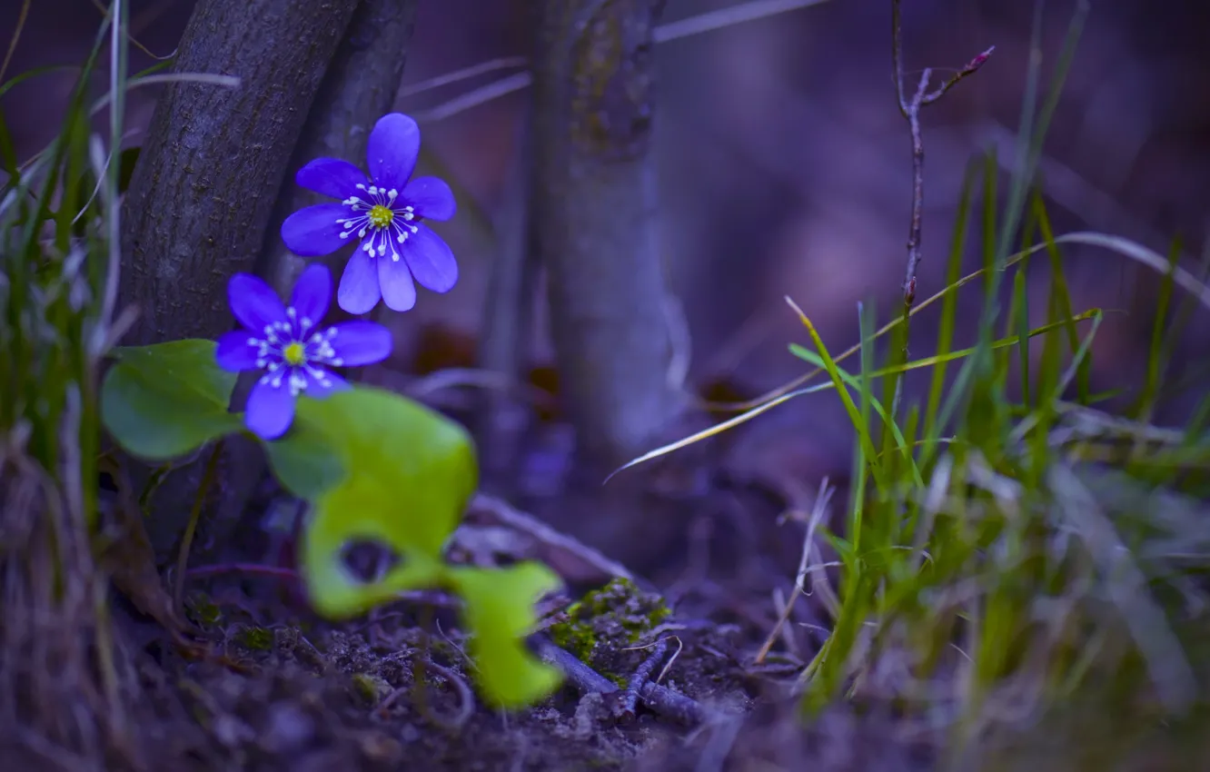 Photo wallpaper forest, grass, macro, trees, flowers, nature, trunk, anemone