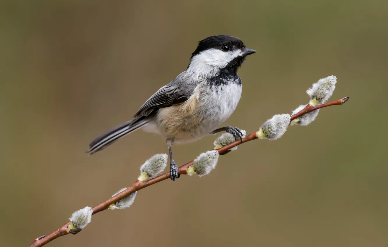 Photo wallpaper branches, background, bird, spring, Verba, tit