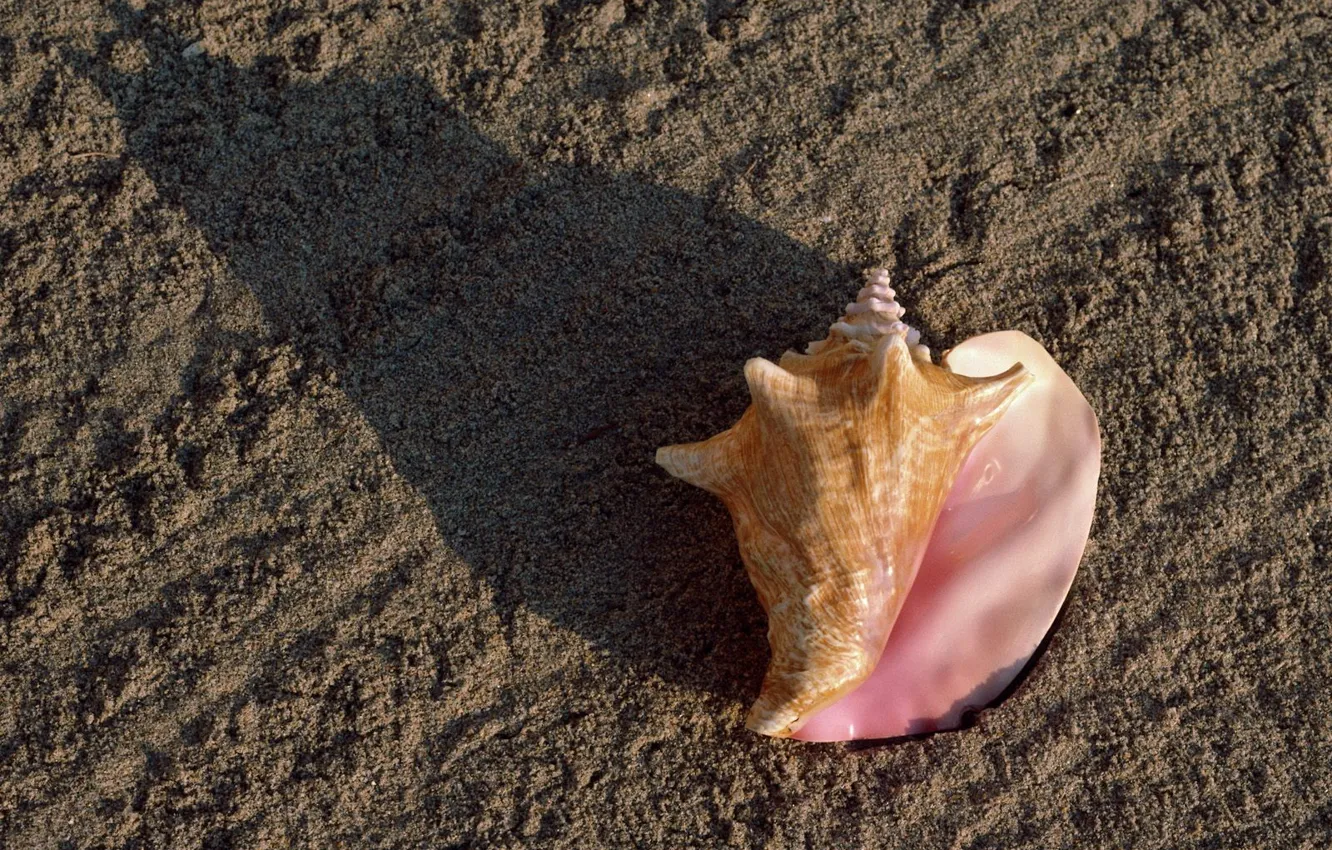 Photo wallpaper sand, beach, shell