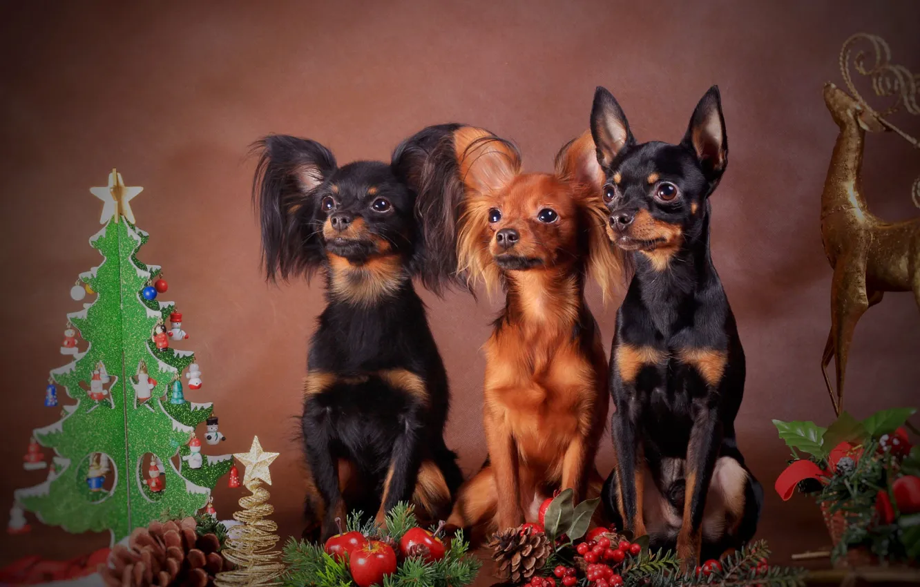 Photo wallpaper look, pose, each, toy, new year, dog, deer, fruit