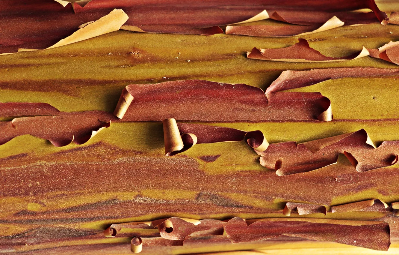Photo wallpaper surface, texture, bark, wood, arbutus, tree bark, the texture of the wood