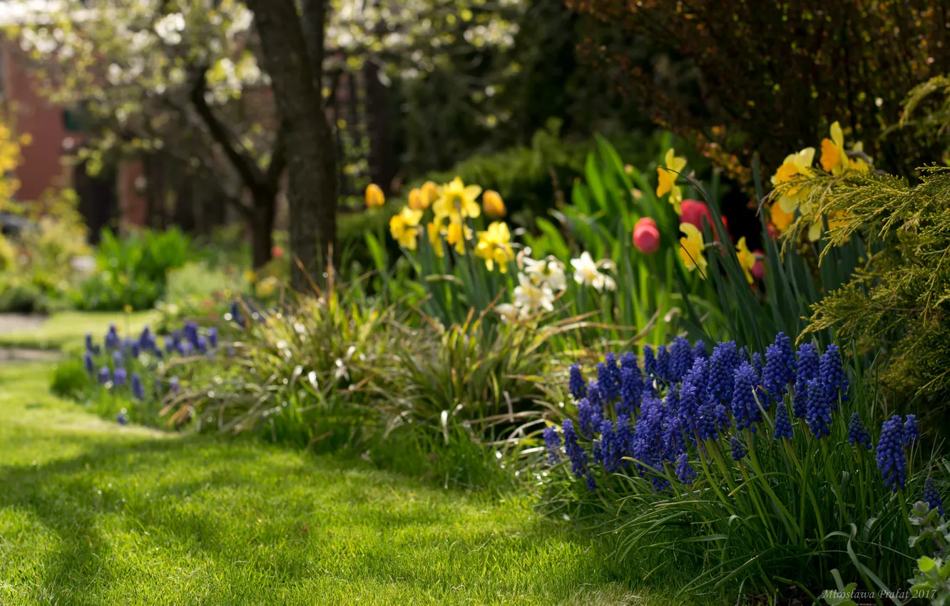 Photo wallpaper flowers, spring, flowerbed
