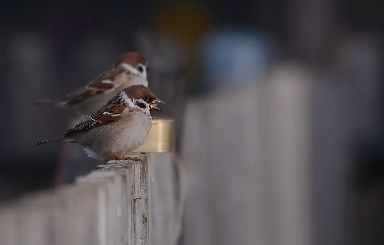 Photo wallpaper sings, on the fence, Sparrow