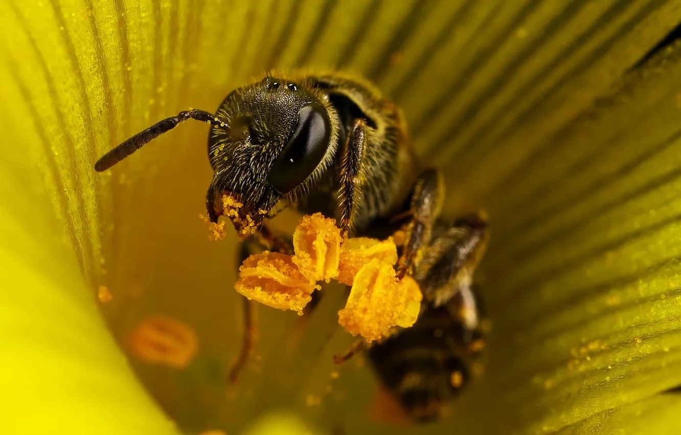 Photo wallpaper flower, bee, stamens, 155