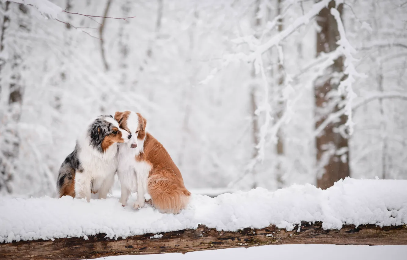Photo wallpaper winter, forest, snow, love, a couple, two dogs, Australian shepherd, Aussie