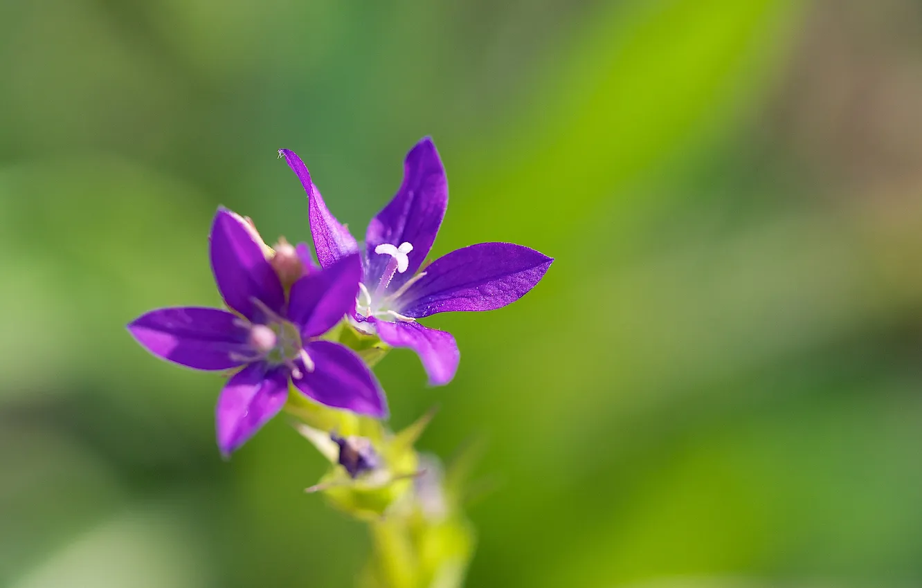 Photo wallpaper flowers, plant, petals