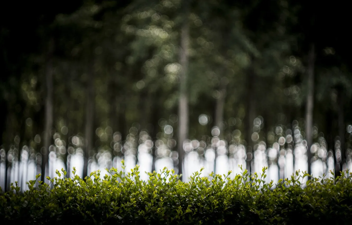 Photo wallpaper trees, landscape, nature