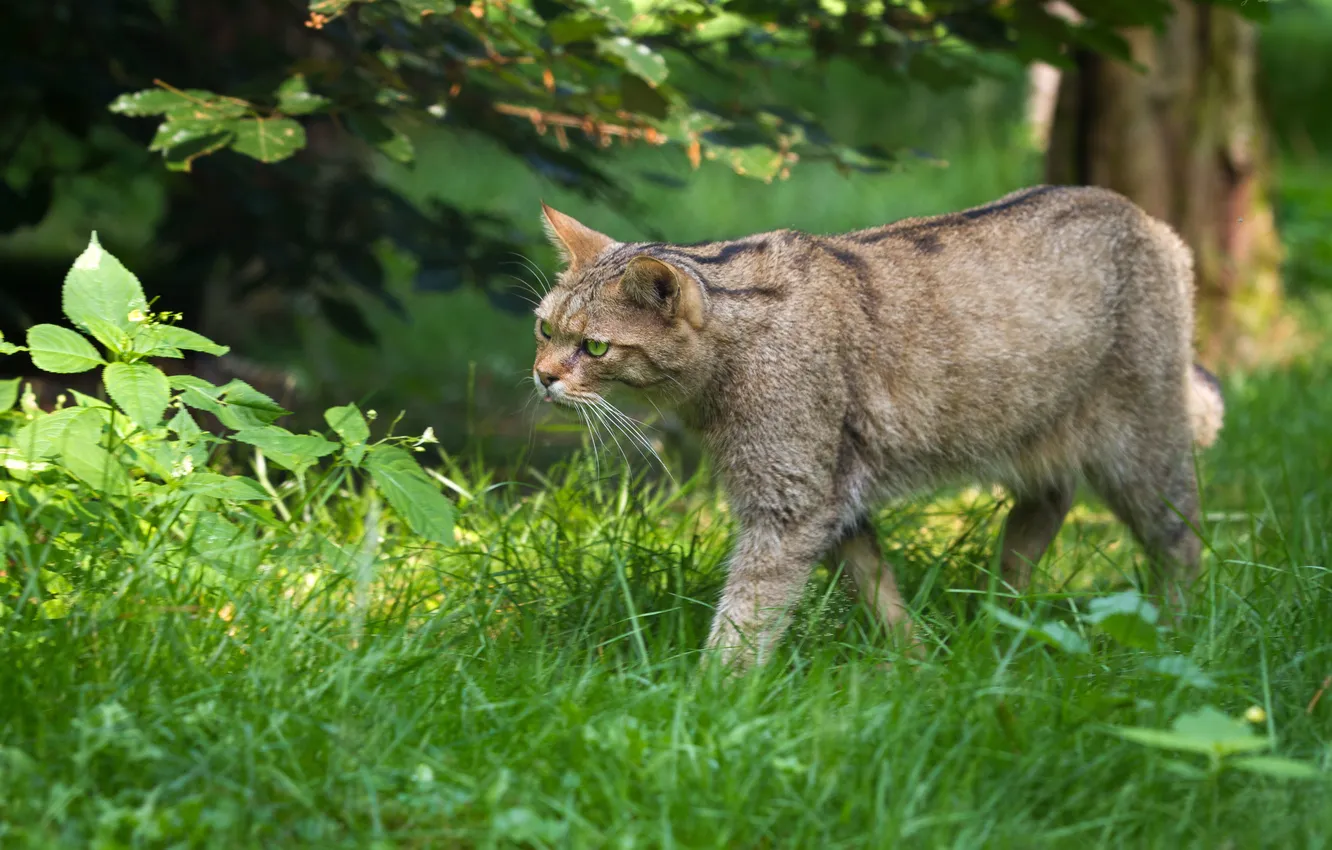Photo wallpaper cat, grass, wildcat, wild cat