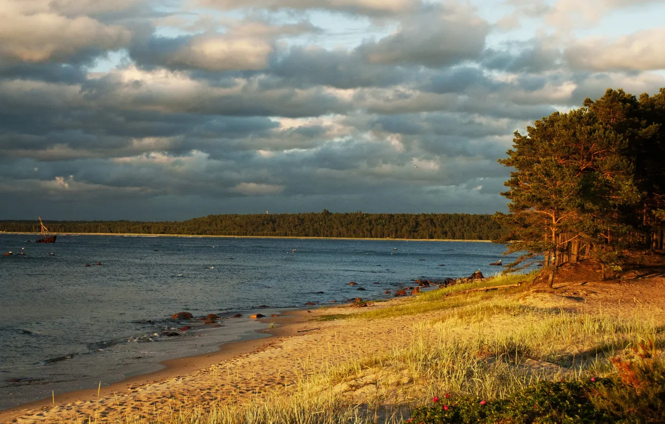Photo wallpaper sand, forest, grass, clouds, trees, clouds, river, stones