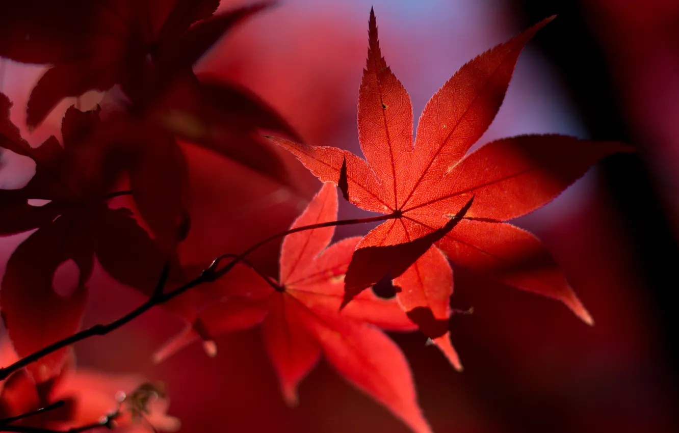 Photo wallpaper autumn, leaves, light, red