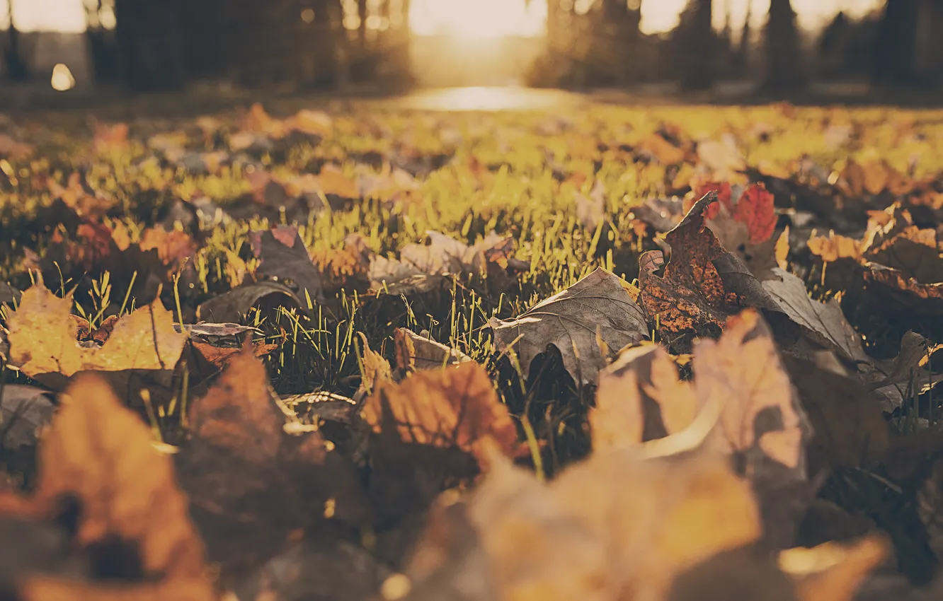 Photo wallpaper autumn, leaves, yard, dry