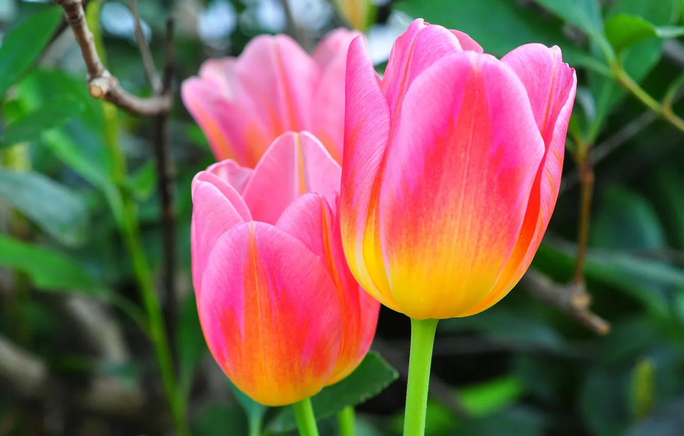 Photo wallpaper leaves, macro, petals, tulips