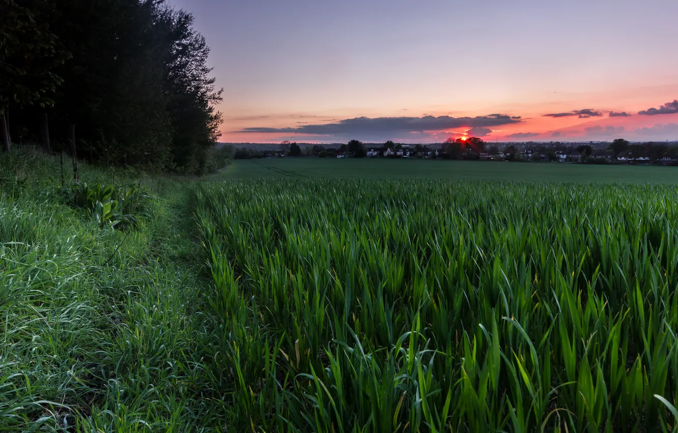 Photo wallpaper the sky, grass, sunset, nature