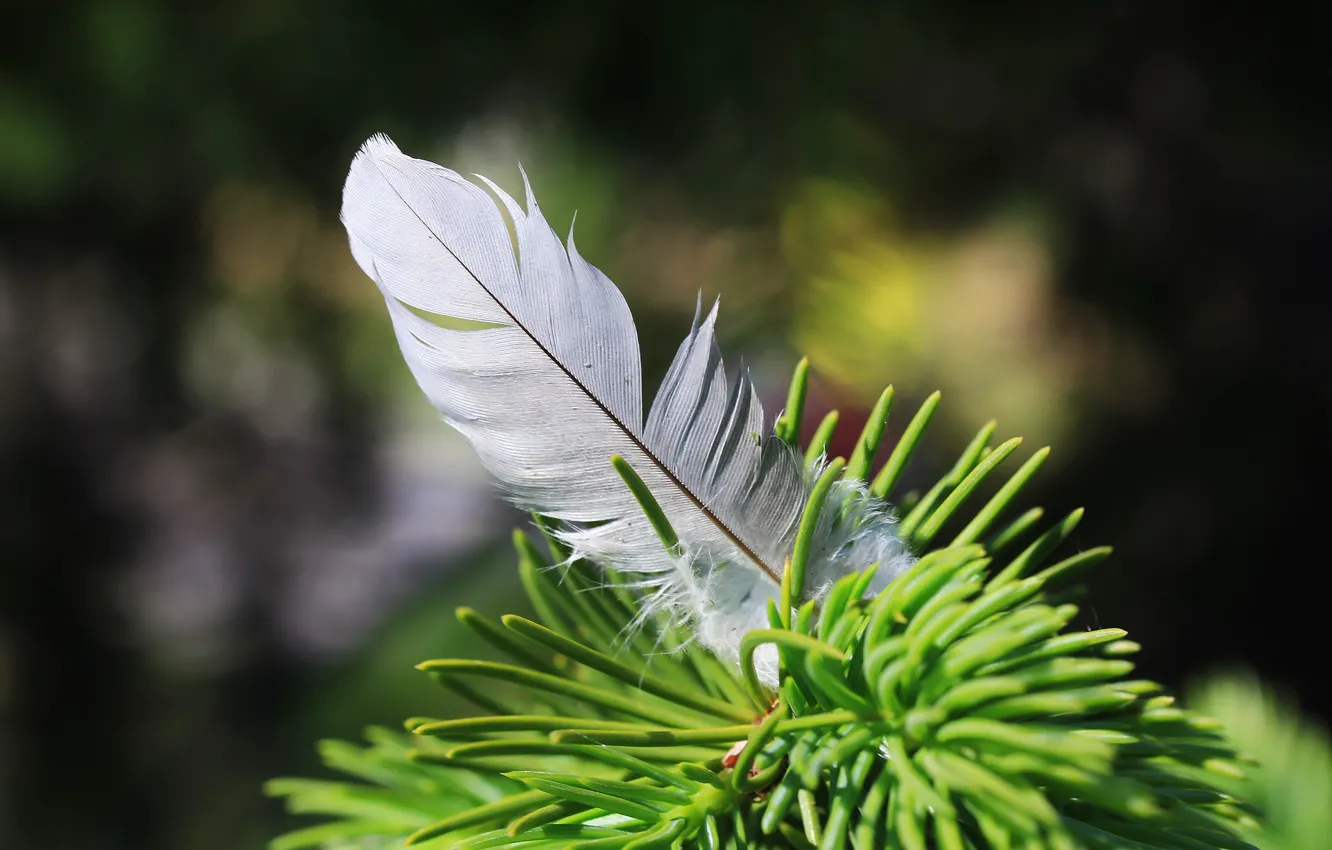 Photo wallpaper needles, background, spruce, feathers