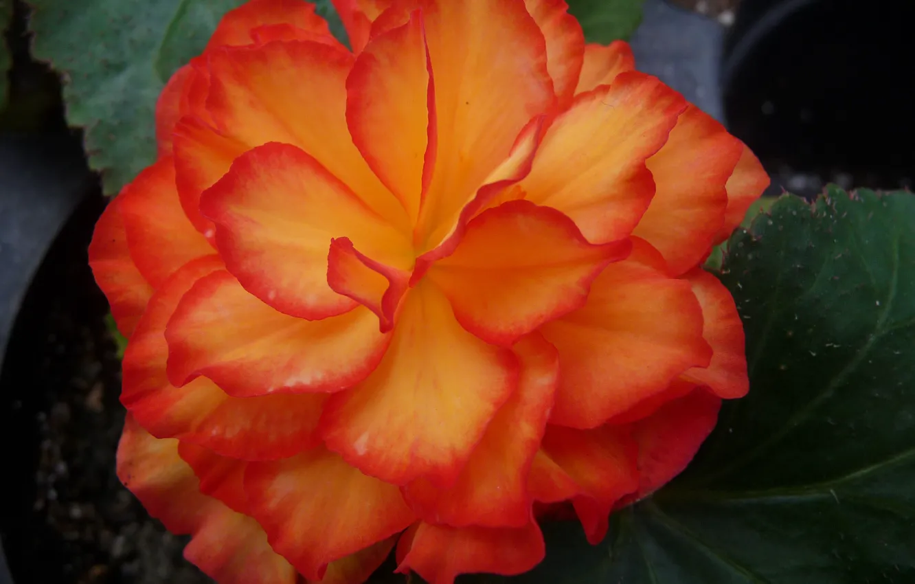 Photo wallpaper flowers, orange, flower, orange