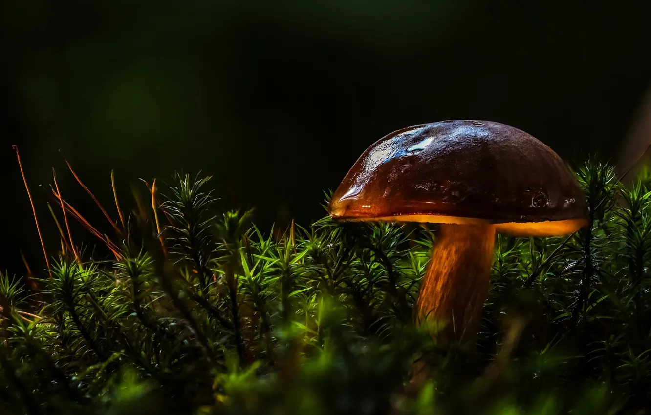 Wallpaper forest, macro, light, mushroom, moss, hat images for desktop ...