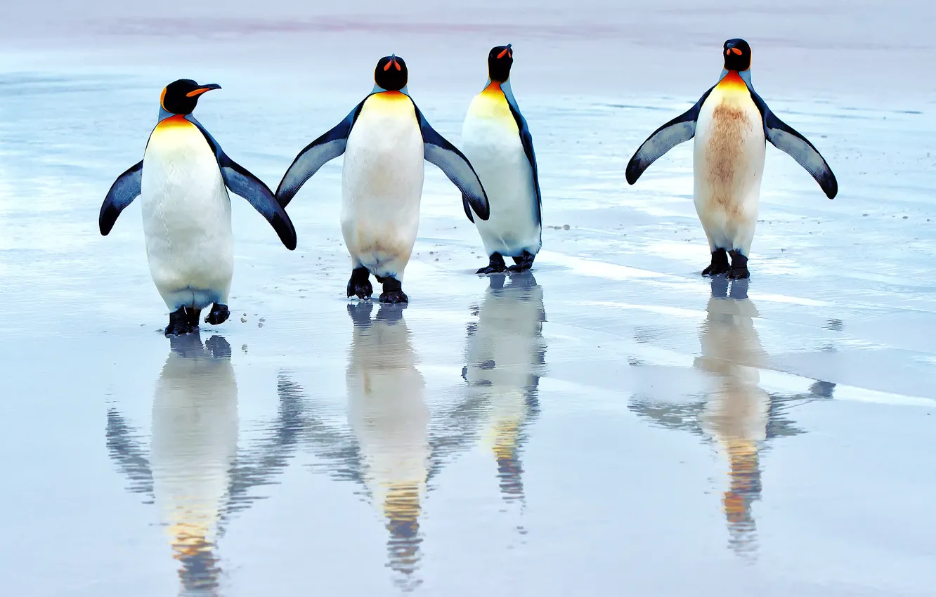 Photo wallpaper sea, beach, Royal penguins