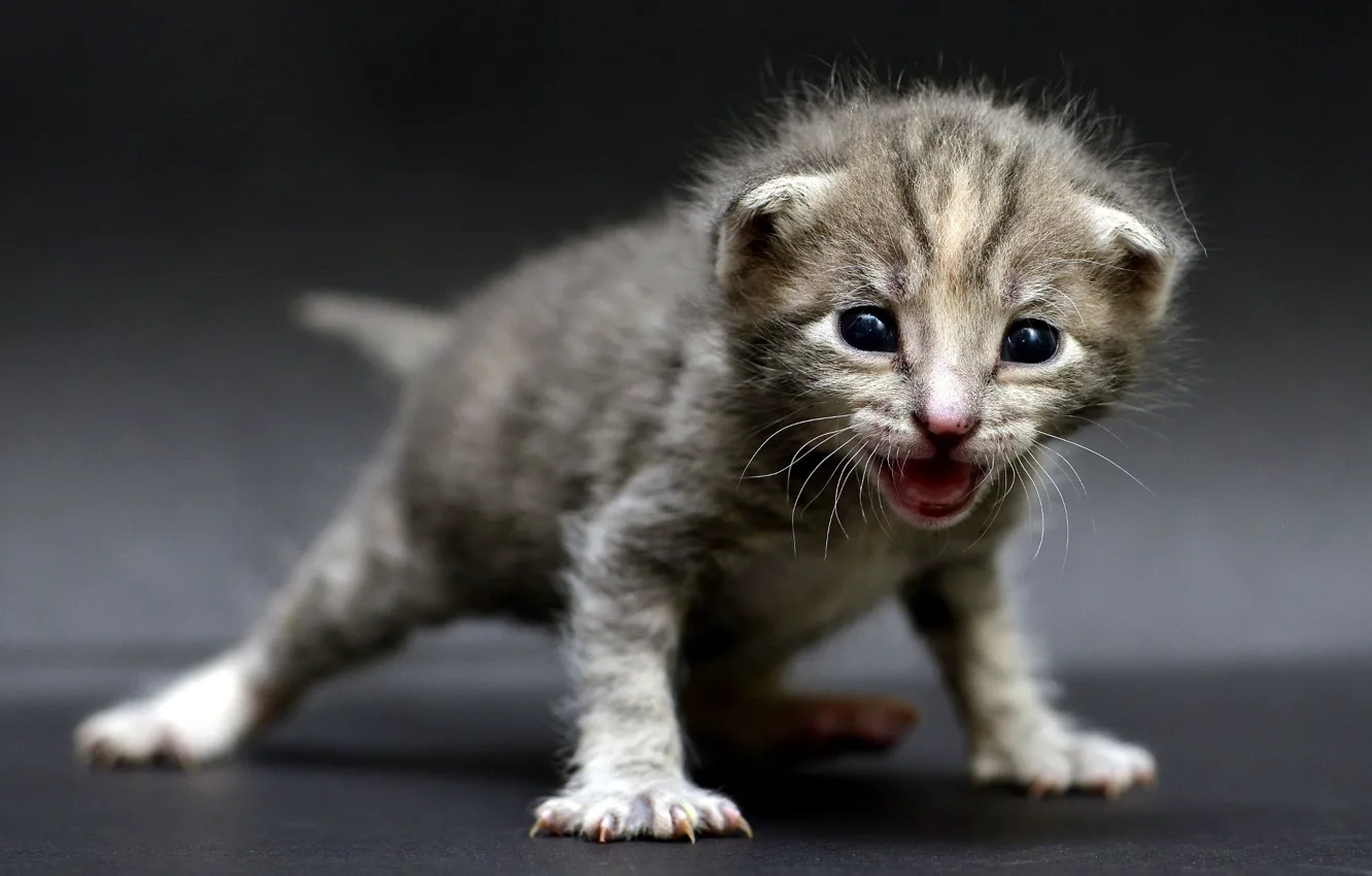 Photo wallpaper cat, pose, background, small, kitty, striped, newborn, looking for mom.