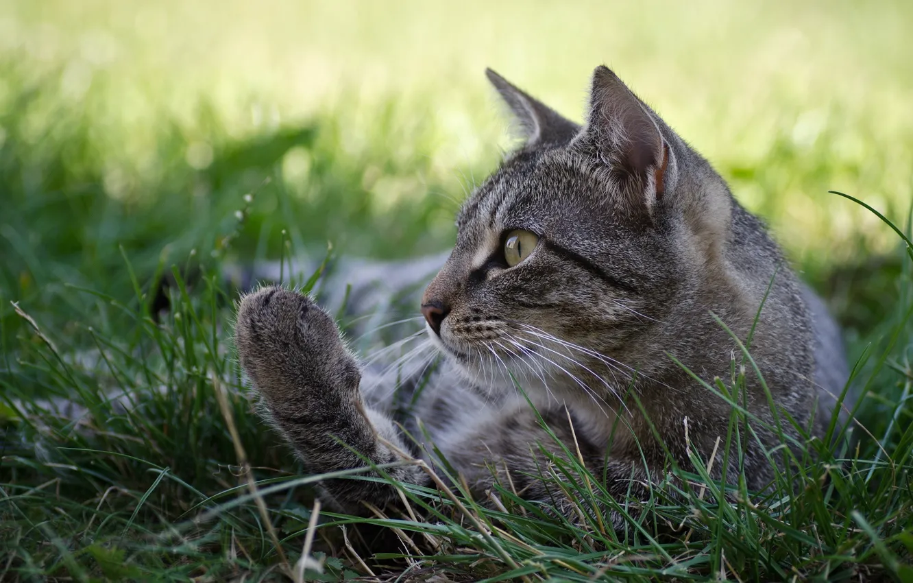 Photo wallpaper cat, grass, cat, nature, lies