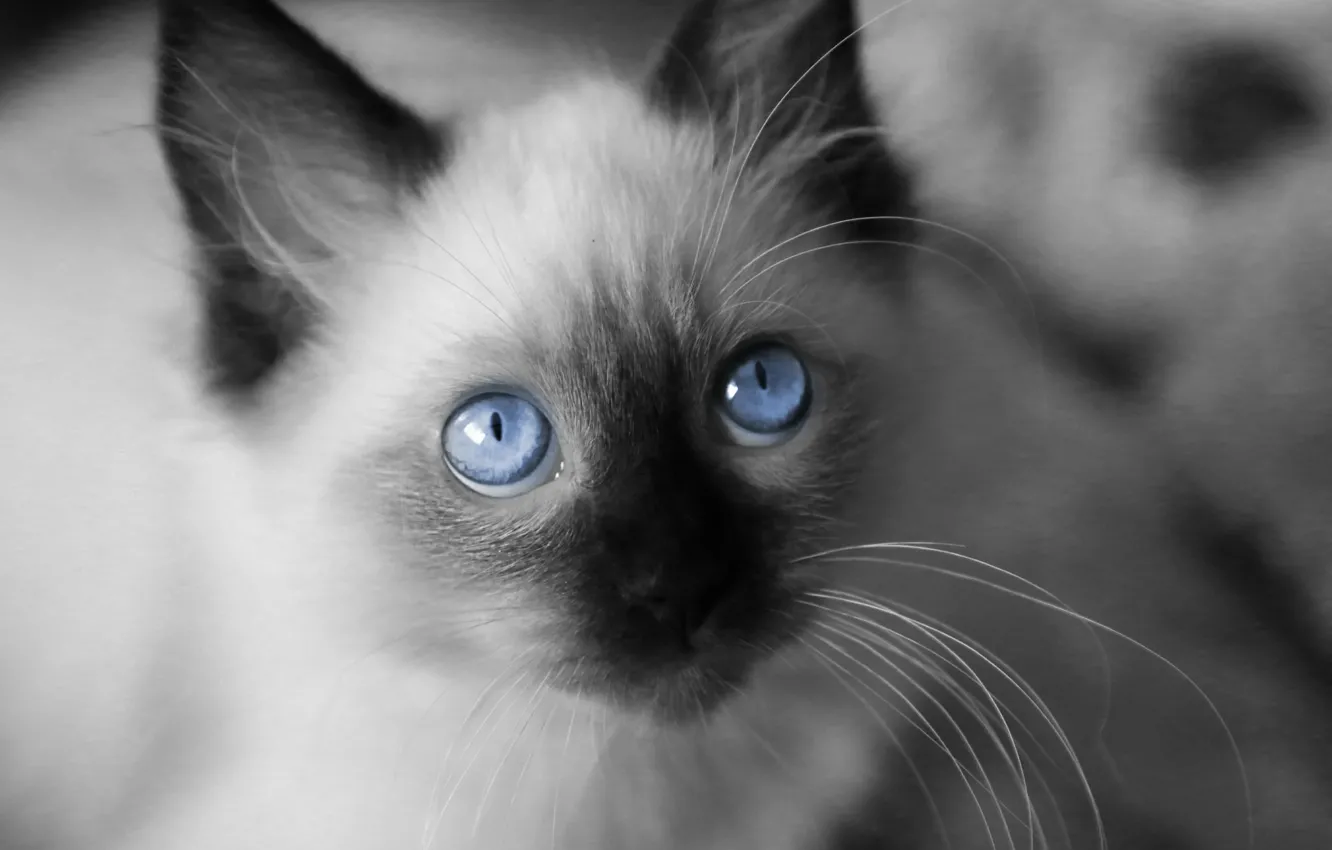 Photo wallpaper eyes, mustache, kitty, Thai