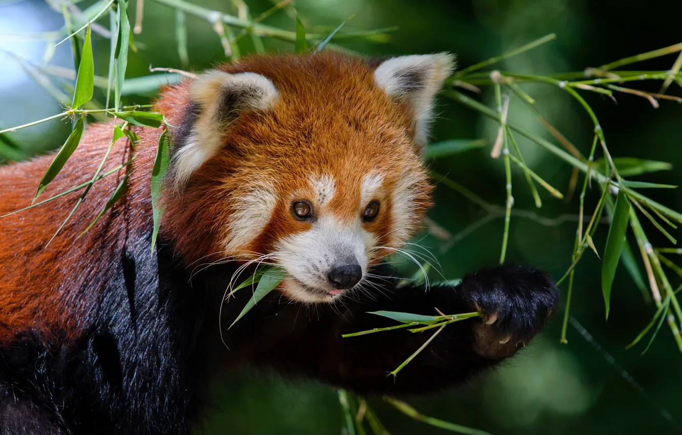 Photo wallpaper look, face, leaves, the dark background, sprig, portrait, red Panda, bokeh