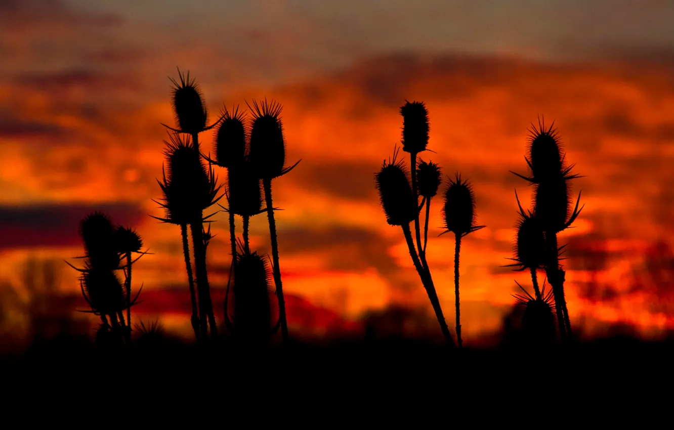 Photo wallpaper the sky, clouds, macro, plant, stem, silhouette, glow