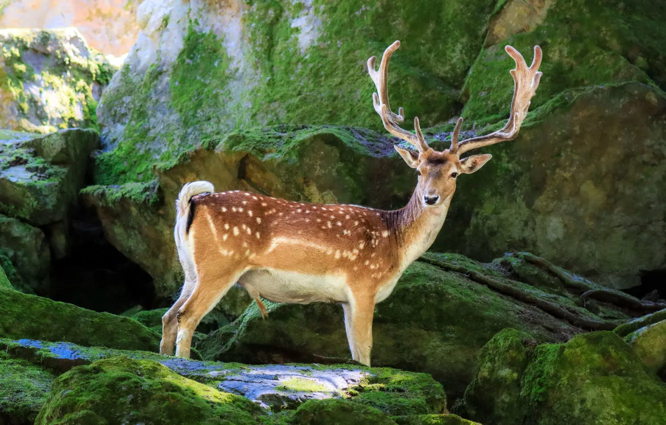 Photo wallpaper stones, rocks, moss, deer, white-tailed deer