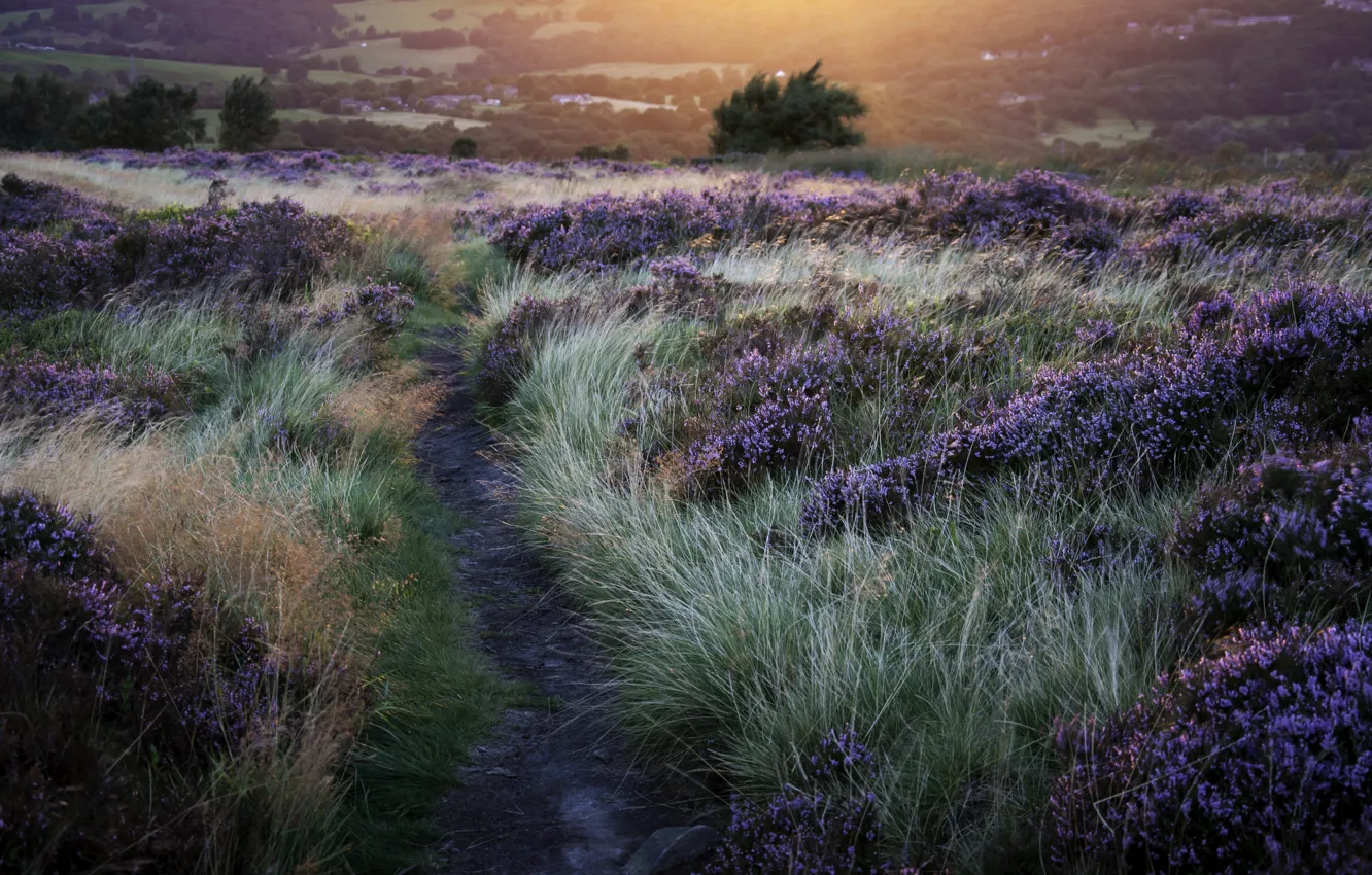 Photo wallpaper grass, the sun, flowers, nature, trail, the evening