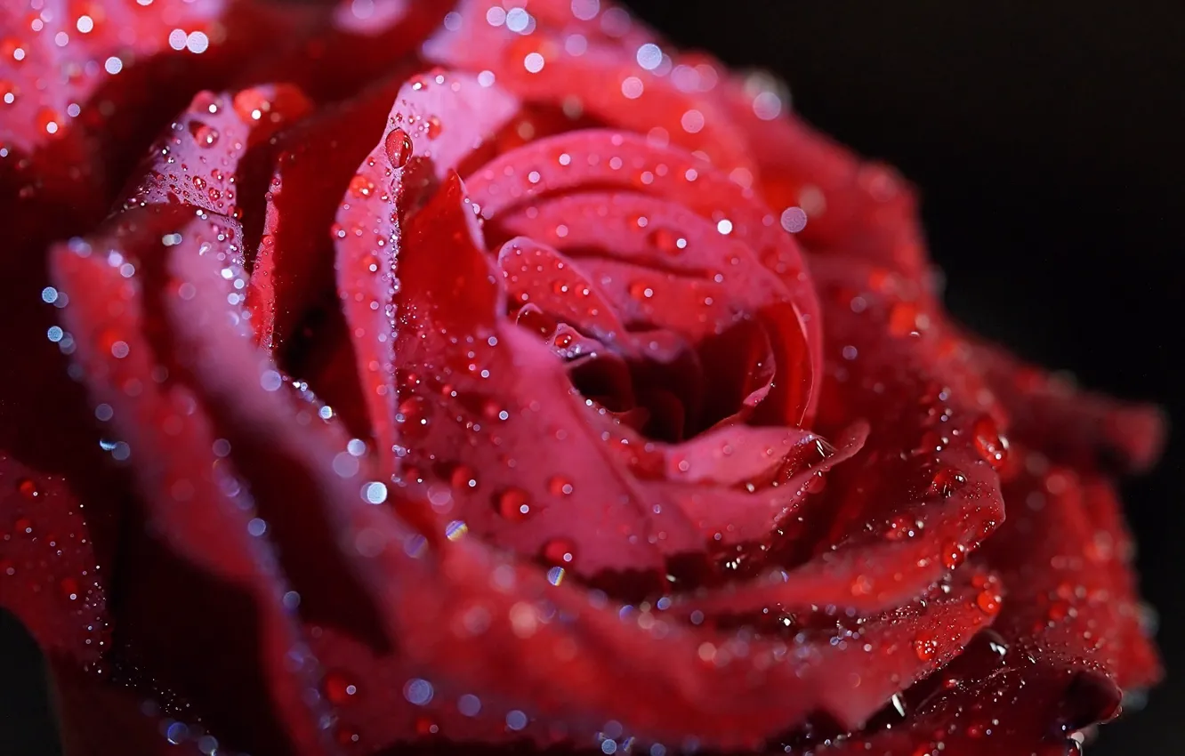 Photo wallpaper drops, macro, flowers, red, Shine, roses, petals