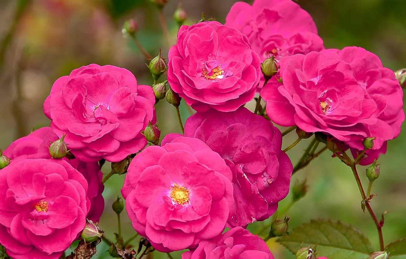 Photo wallpaper flowers, roses, pink roses