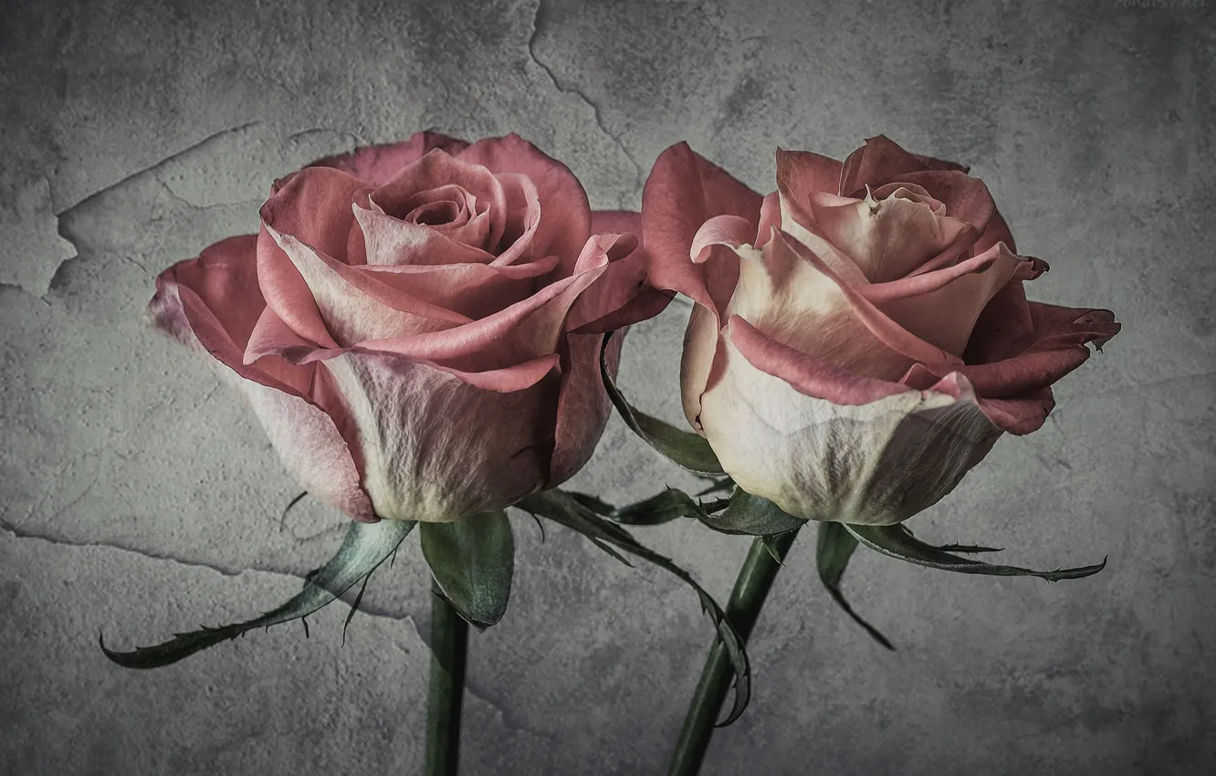 Photo wallpaper roses, texture, plaster