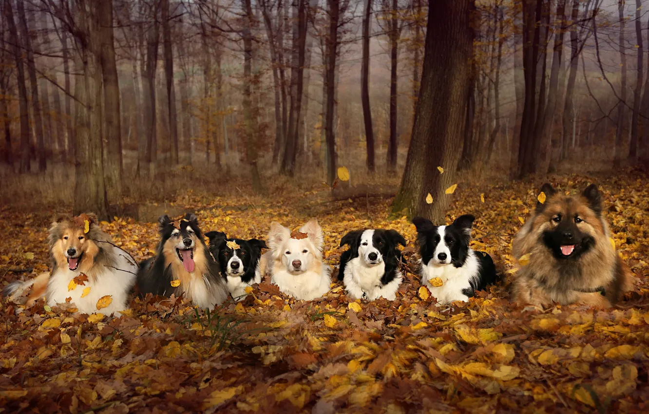 Photo wallpaper autumn, Park, each, foliage, dog, blur, company, different