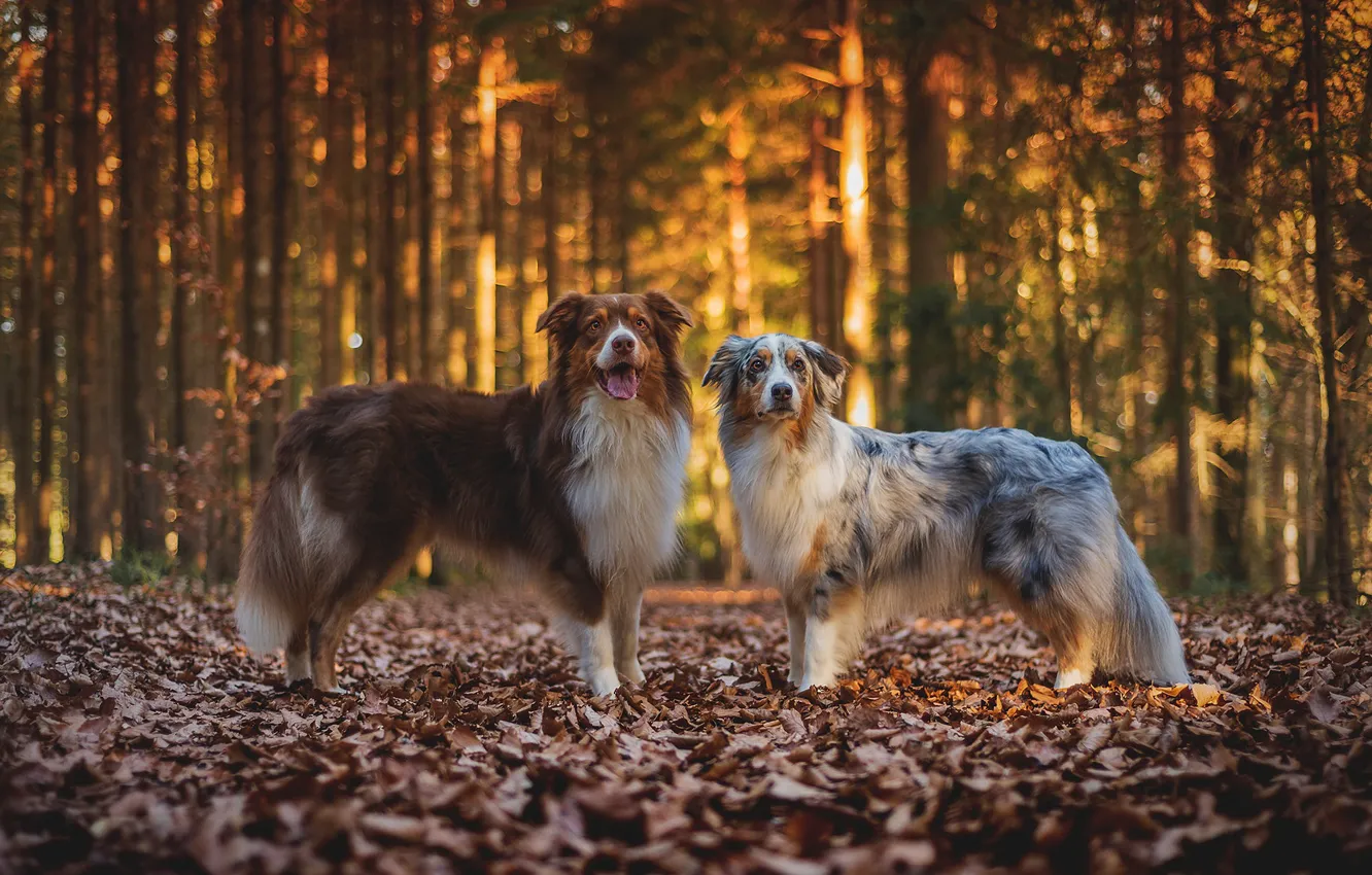 Photo wallpaper autumn, forest, dogs