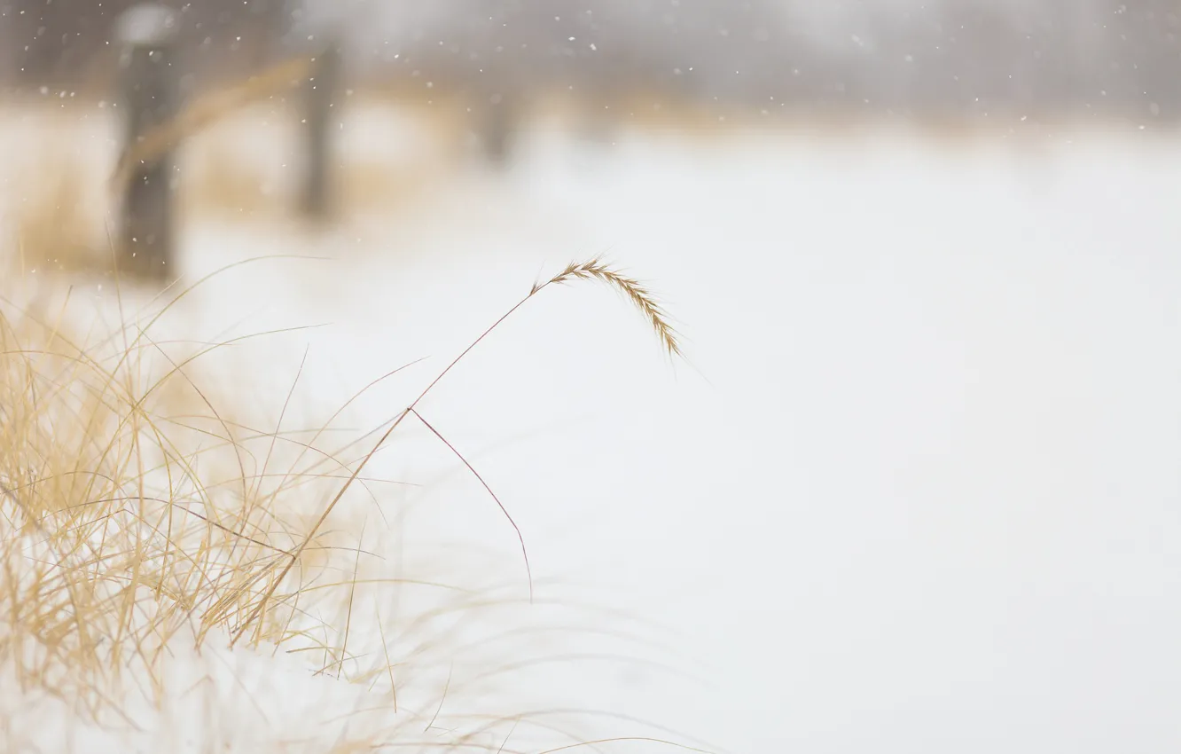 Photo wallpaper winter, grass, snow, nature, fog