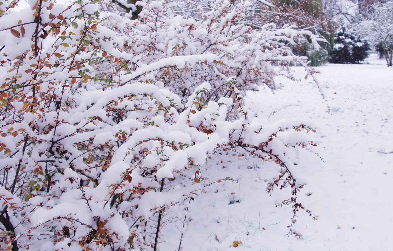 Photo wallpaper white, park, winter, snow, cold, twig