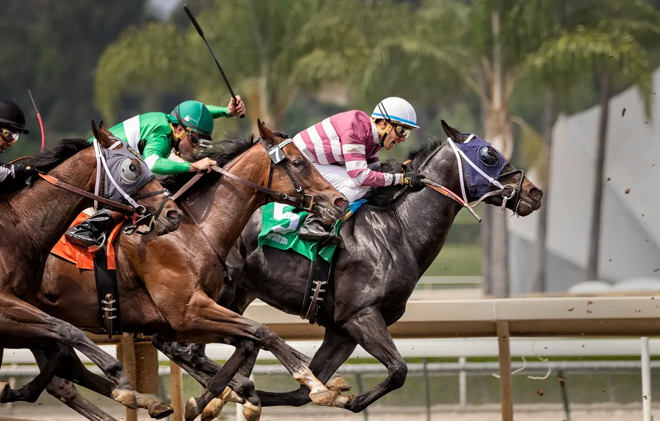 Photo wallpaper horse, race, sport